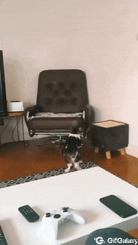 Lazy cat jumps on an armchair