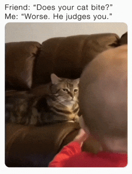 Cat looks at child