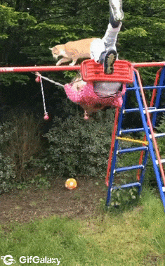 Cat and little girl on swing