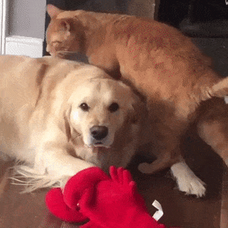 Cat and angry dog