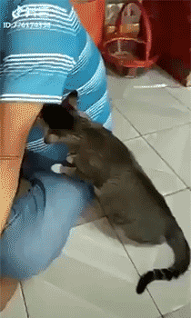 Cat and stench under arm