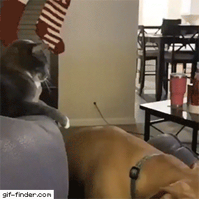 Cat hit dog with its paw