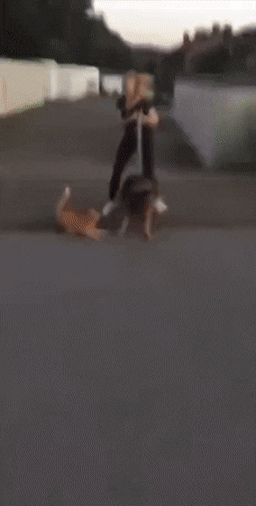 Ninja cat hits dog