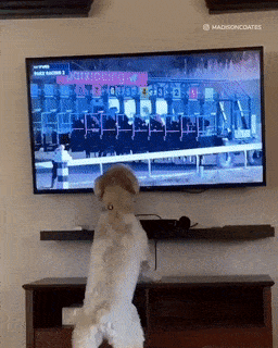 Dog jumps in front of the TV