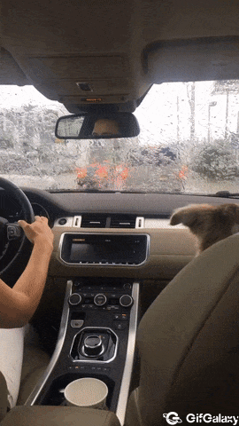 Dog jumps on wipers