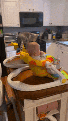 Baby and cat in walker