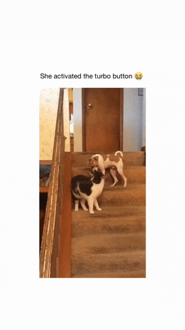 Fast dog and cat