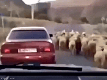 Man steals sheep from car