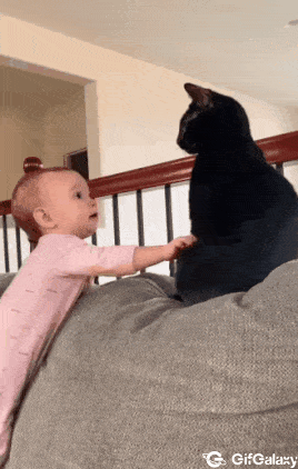 Black cat and baby
