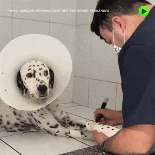 Dalmatian dog at doctor