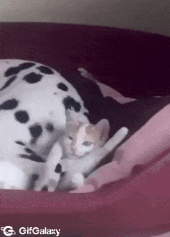 Dalmatian tail and cat