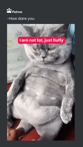 Fat cat and stomach