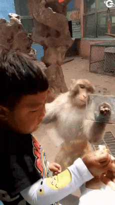 Boy eats monkey food