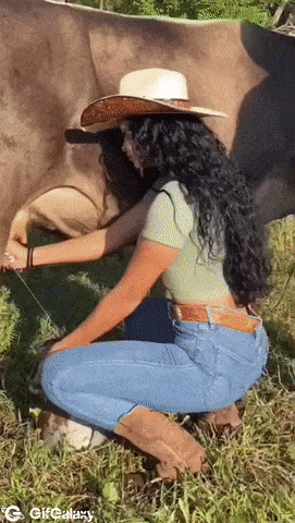 Girl milks cow