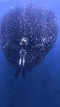 Diver in cloud of fish