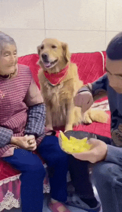 Good dog and feeding grandma
