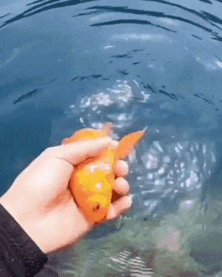 Trained fish