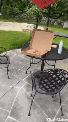 Seagull steals pizza