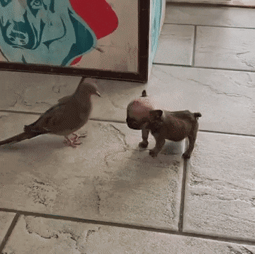 Pigeon and puppy