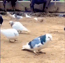 Pigeon flip back