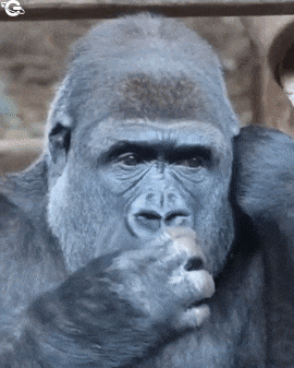 Gorilla eats saliva