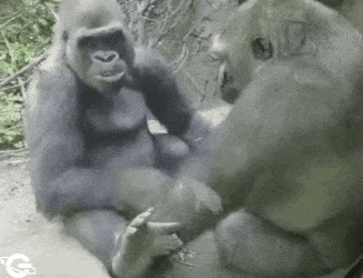 Gorilla monkeys are joking