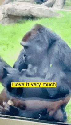 Gorilla monkey loves child