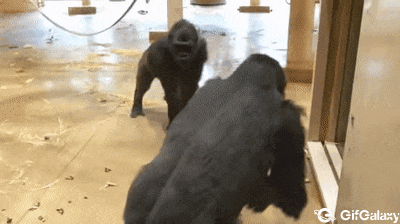 Gorillas and butt pinching