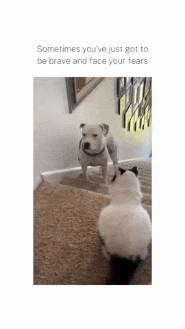 Brave dog and cat on stairs