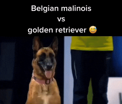 Trained dog vs ordinary dog