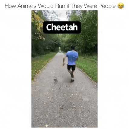 How animals run