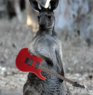 Kangaroo plays guitar