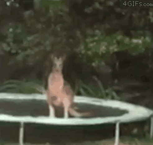 Kangaroo and trampoline