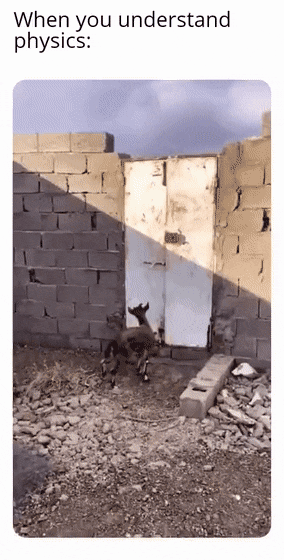 Goat climbs up wall
