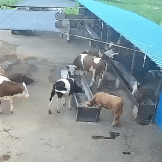 Cow turns cow