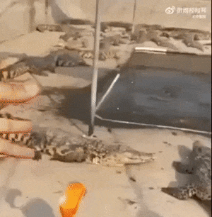 Crocodiles save fish