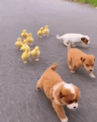 Puppies and chickens run