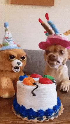Jealous dog toy and cake
