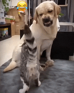 Angry dog and cat