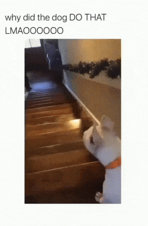 Crazy dog jumps down the stairs