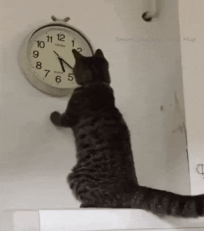 Cat and moving clock