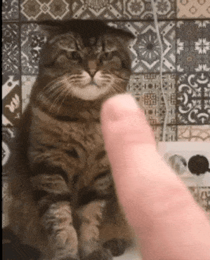 Cat and finger