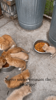 Kitten eats alone