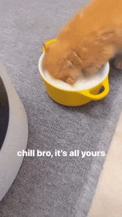 Kitty drinks milk from bowl