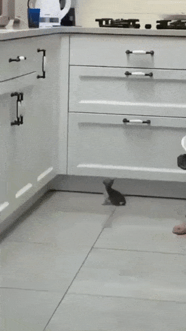Kitten jumps on kitchen