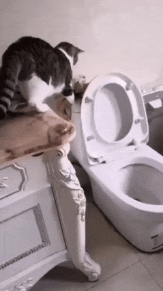 Cat throws towel in toilet