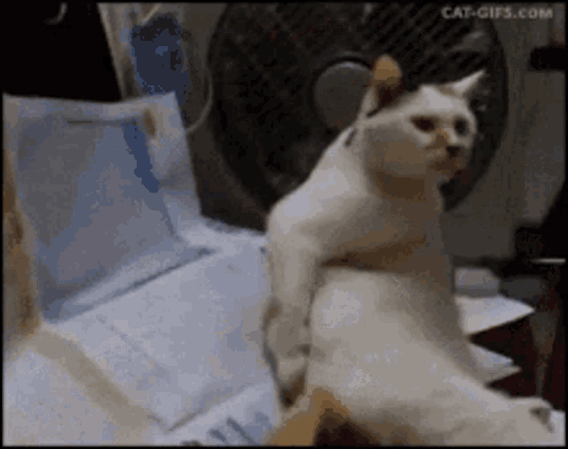 Cat scratches its buttocks