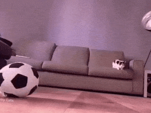 Cat goalkeeper