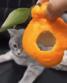 Cat and helmet made of orange