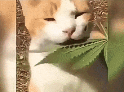 Cat and marijuana leaf